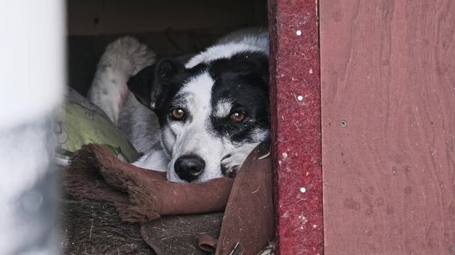 A sad black and white mongrel dog lies comfortably inside a wooden shelter box while looking at the camera. Concept of animal abandonment, loneliness in shelters, and adoption needs.