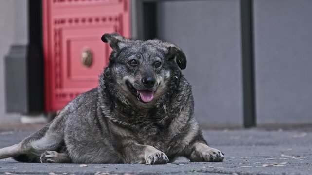 Medium shot of a shaggy brown stray dog lying on urban pavement panting heavily with tongue out. The image captures the visceral reality of heat and exhaustion for city animals.