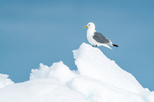 View of a black-legged kittiwake perched on a sharp peak of white ice against a clear blue sky at Alkefjellet Svalbard, Svalbard and Jan Mayen.