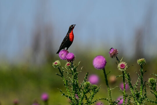 White browed meadowlark, Leistes superciliaris, in grassland environment, La Pampa Province, Argentina.