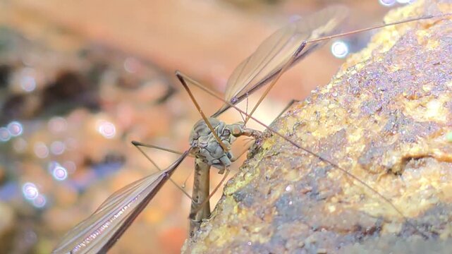 


A jewel in the rough: Crane fly in a mystical field of shimmering water bokeh #004

