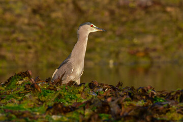 Obraz premium Black crowned Night heron,Nycticorax nycticorax , in intertidal environment, Puerto Deseado Santa Cruz, Patagonia, Argentina.