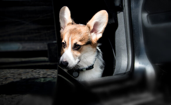 Curious Corgi puppy peeking out from a dark car interior.