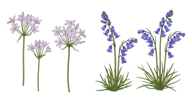 Illustration of purple flowers and bluebells on isolated transparent background