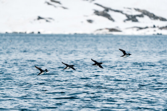 View of Brunnich's guillemots flying low over the blue water with snowy mountains in the background at Alkefjellet Svalbard, Svalbard and Jan Mayen.