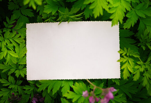Vintage empty paper lies on green leaves of a plant, creating a rustic and natural background. The weathered sheet blends with botanical foliage