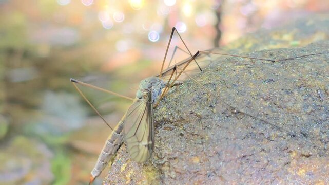 
A jewel in the rough: Crane fly in a mystical field of shimmering water bokeh #005

