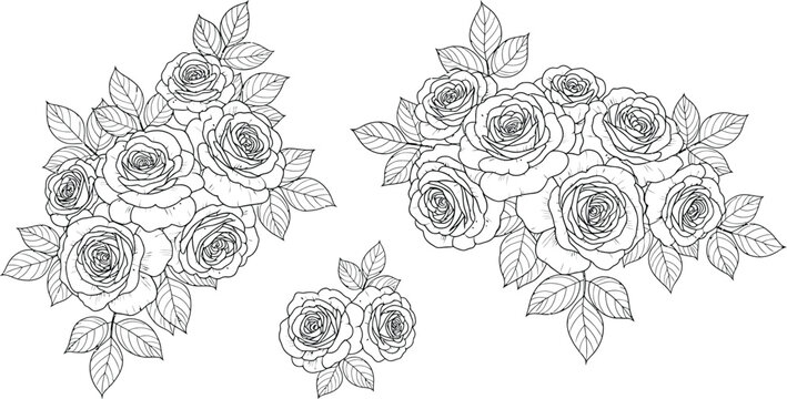 Detailed black and white rose cluster botanical illustration with intricate leaves, perfect for coloring, tattoo design, and decorative artwork