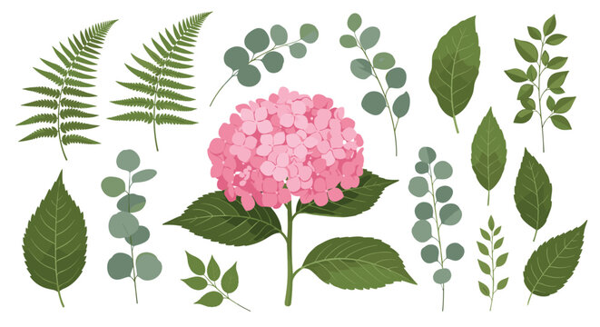 Collection of botanical illustrations including a large pink hydrangea bloom and various green leaves like ferns and eucalyptus on white background.