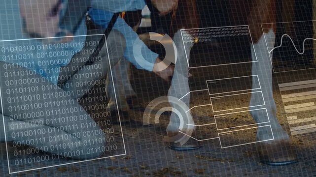 Handler approaching and kneeling checking equine halter and boots with blue tool while HUD scanning