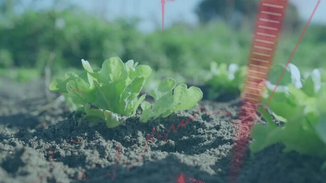 On scan commencing, lettuce seedling staying still while red AR overlays sweeping, measuring growth