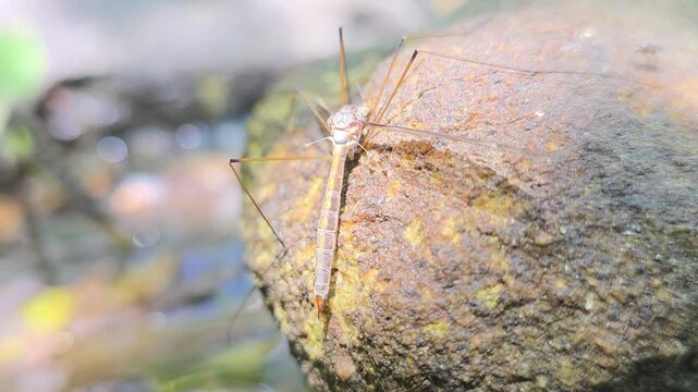 

A jewel in the rough: Crane fly in a mystical field of shimmering water bokeh #006

