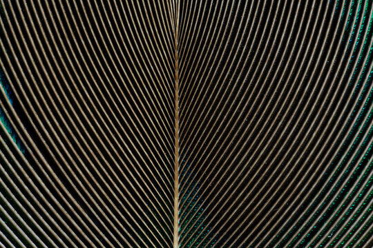 Macro Close-up of Peacock Feather Texture with Symmetrical Pattern,A detailed macro shot capturing the intricate and symmetrical structure of a peacock feather. The image highlights the fine lines,