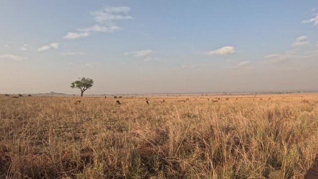 Scenic wildlife encounter with zebras and Uganda kob during safari in Kidepo, open plains and natural behavior cinematic footage Africa