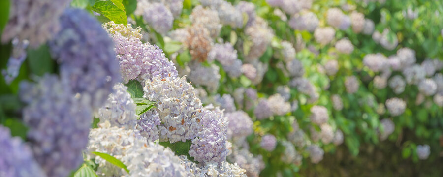 陽光を浴びて咲く初夏の紫陽花。淡い紫と白のグラデーションが美しい、被写界深度の浅い柔らかなボケ味の背景素材。