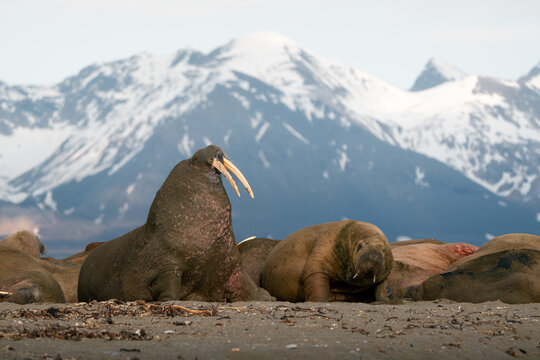 View of a group of walruses resting on the sandy shore of Poolepynten with majestic snow-capped mountains in the background Svalbard, Svalbard and Jan Mayen.