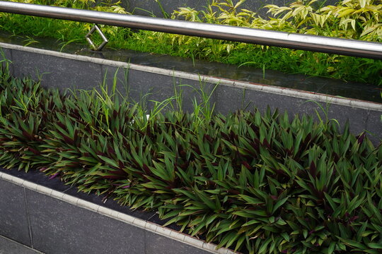 Oyster plants growing in a stone planter box with a metal railing