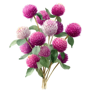 Watercolor Globe Amaranth Bouquet vector, artistic painting style, high-resolution illustration on a pure white background.