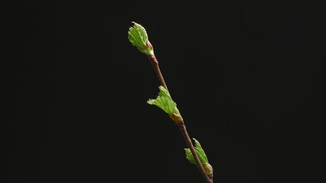 Young green birch leaves budding from a branch