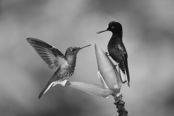 Obraz premium Mono buff-tailed and velvet-purple coronets on flower
