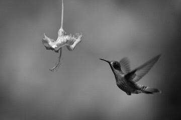 Obraz premium Mono brown violetear raises wings approaching flower