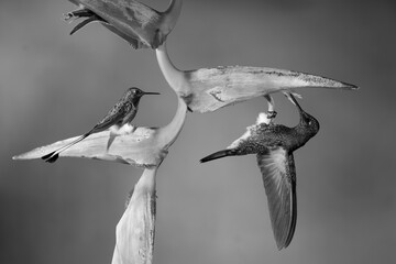 Obraz premium Mono buff-tailed coronet and white-booted racket-tail together