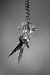 Fototapeta premium Mono buff-tailed coronet clings to flower drinking