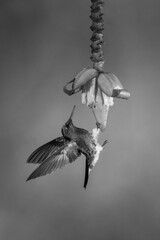 Obraz premium Mono buff-tailed coronet clings under banana flower