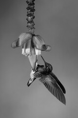 Naklejka premium Mono buff-tailed coronet dangles drinking from flower