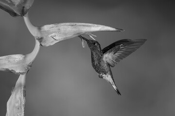 Fototapeta premium Mono buff-tailed coronet drinks hovering under heliconia