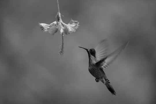 Mono brown violetear approaches flower lifting wings