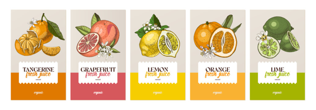 Citrus juice tastes vector collection