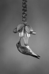 Fototapeta premium Mono buff-tailed coronet hangs feeding on flower