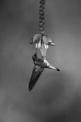 Fototapeta premium Mono buff-tailed coronet hangs drinking from flower