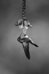 Fototapeta premium Mono buff-tailed coronet hangs from banana flower