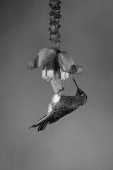 Fototapeta premium Mono buff-tailed coronet hangs looking at flower