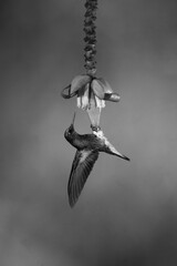 Fototapeta premium Mono buff-tailed coronet hangs under banana flower