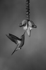 Fototapeta premium Mono buff-tailed coronet hovers drinking under flower