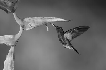 Fototapeta premium Mono buff-tailed coronet hovers feeding from heliconia