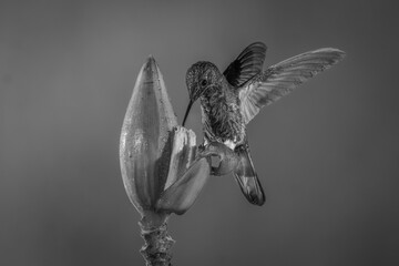 Fototapeta premium Mono buff-tailed coronet perches drinking from flower