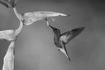 Fototapeta premium Mono buff-tailed coronet hovers feeding from heliconia