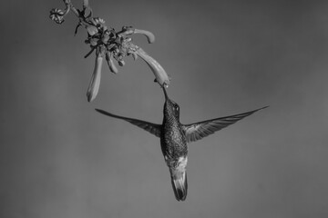 Fototapeta premium Mono buff-tailed coronet hovers feeding under fuchsia