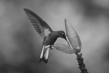 Fototapeta premium Mono buff-tailed coronet perches feeding from flower