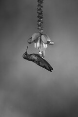 Fototapeta premium Mono buff-tailed coronet perches on banana flower