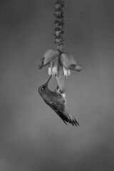 Fototapeta premium Mono buff-tailed coronet perches on flower drinking