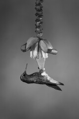 Fototapeta premium Mono buff-tailed coronet perching on banana flower