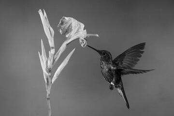 Fototapeta premium Mono buff-tailed coronet with catchlight approaches lily