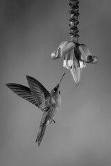 Fototapeta premium Mono fawn-breasted brilliant approaches flower lifting wings