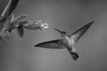 Fototapeta premium Mono fawn-breasted brilliant approaches flower spreading wings