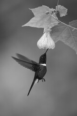 Fototapeta premium Mono collared inca hovers drinking under flower